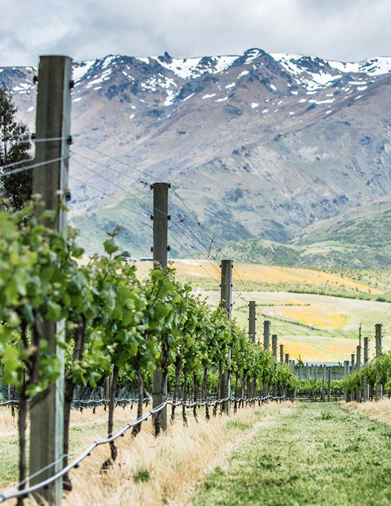 Our-Vineyards-Otago-TOP-LEFT-1