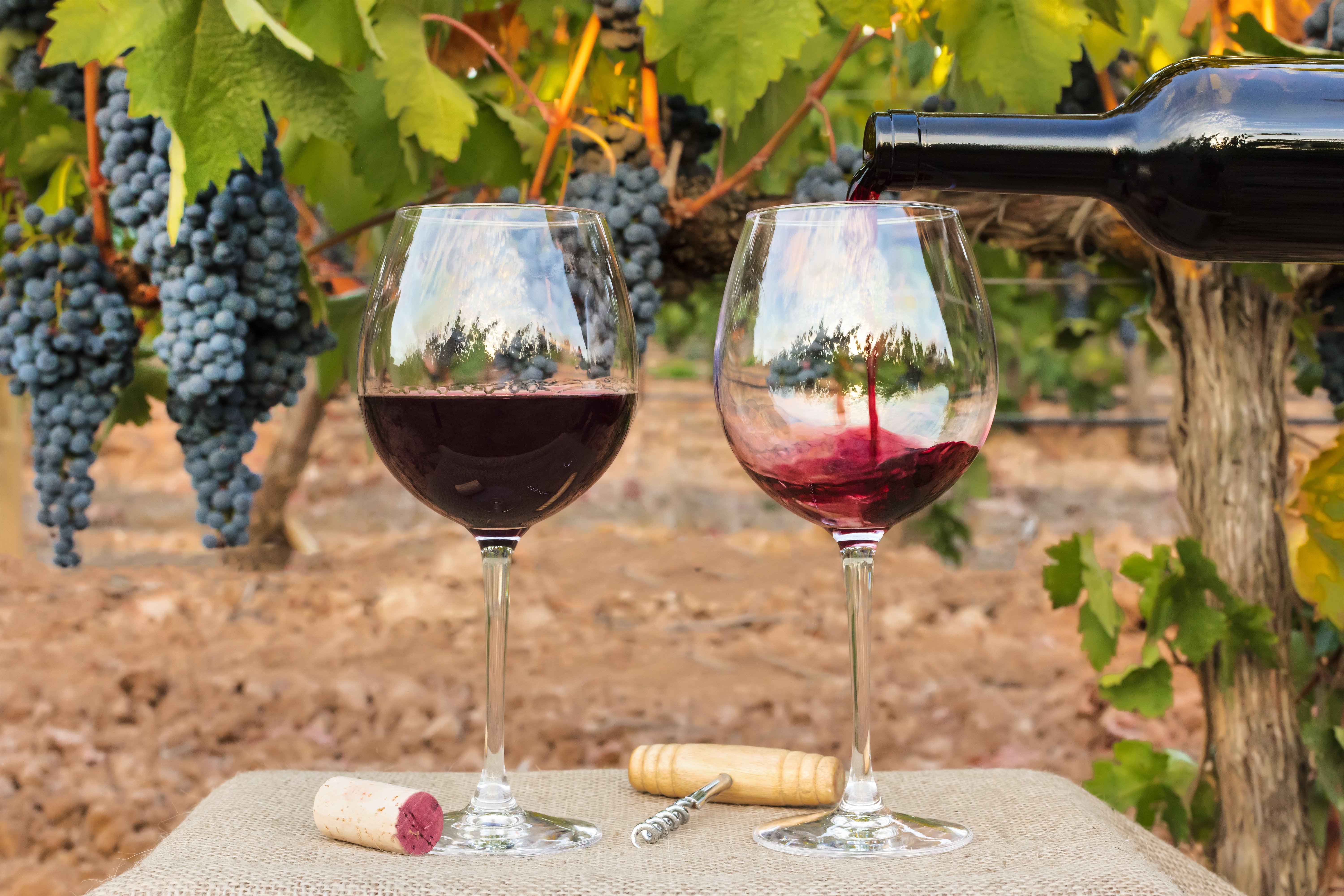 Vin i glas Bordeaux