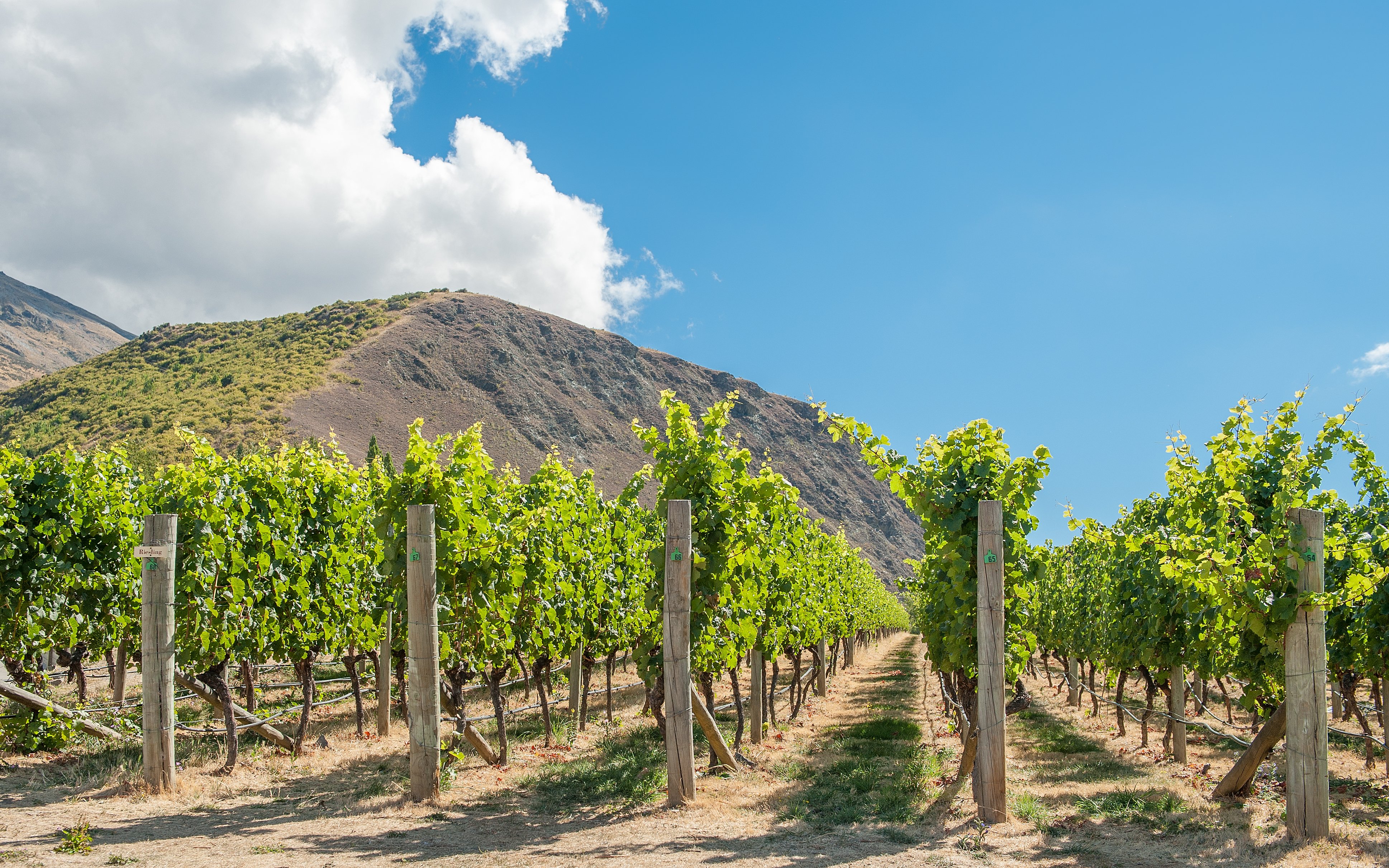 Vinstokke ved Central Otago New Zealand